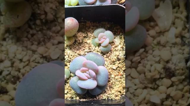 From seeds to 8 months Echeveria Laui #succulentnova #succulentlovers #succulent #laui смотреть онлайн