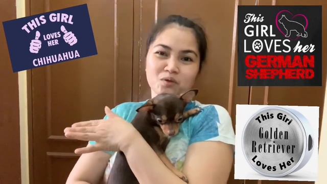 Dog Lover Mommylola with her Chihuahua, Golden Retriever & German Shepherd смотреть онлайн