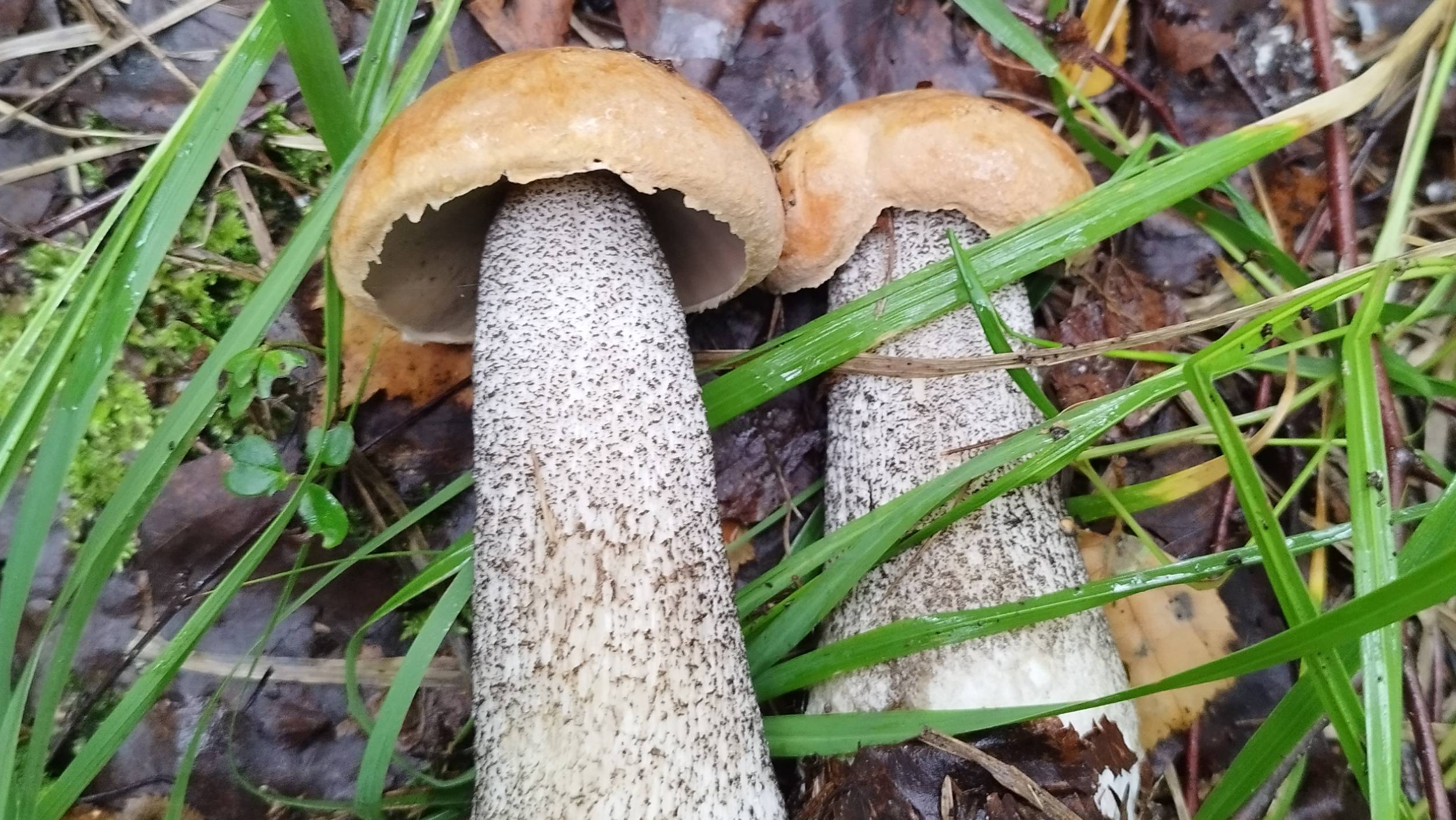 Кругом подосиновики и маслята.Грибная волна. смотреть онлайн