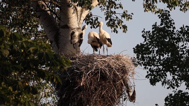 Белый аист в Ростовской области. смотреть онлайн