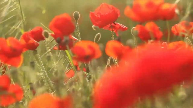Time of Poppies - by Melih SELEN ( Gelincik Zamanı) смотреть онлайн