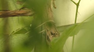 Тест видеокамеры Panasonic HC-VX980