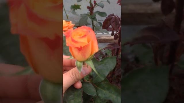 Сорт чайно-гибридной розы «Оранж Жус" смотреть онлайн