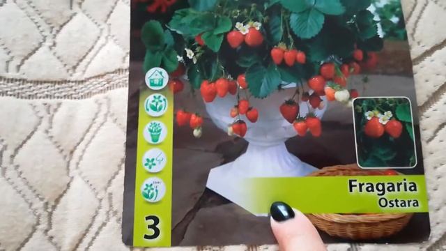 Земляника Остара рассада в пакетах из Голандии смотреть онлайн