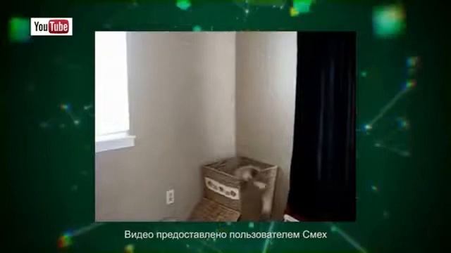 Кошки в сети От кошек дом кувырком