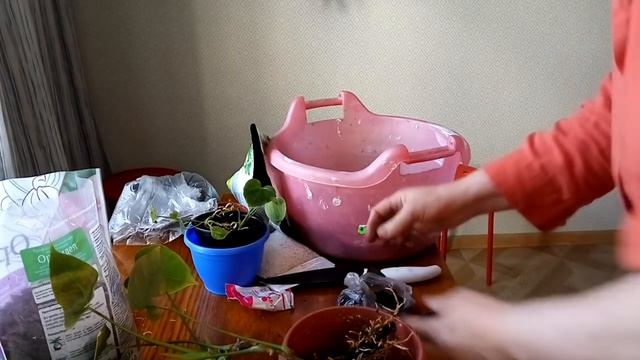 АНТУРИУМ И ОРХИДЕИ, что общего! смотреть онлайн