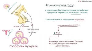 Анатомия и физиология женской половой системы - обзорно