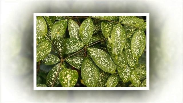 Драцена.  Разнообразие видов драцен.