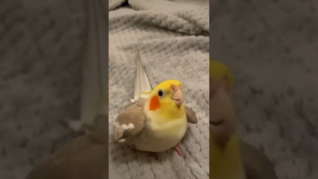 попугай зачитал битбокс. смотреть онлайн