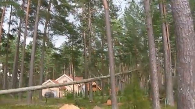 Как падает сухая спиленная 40-ка метровая сосна смотреть онлайн