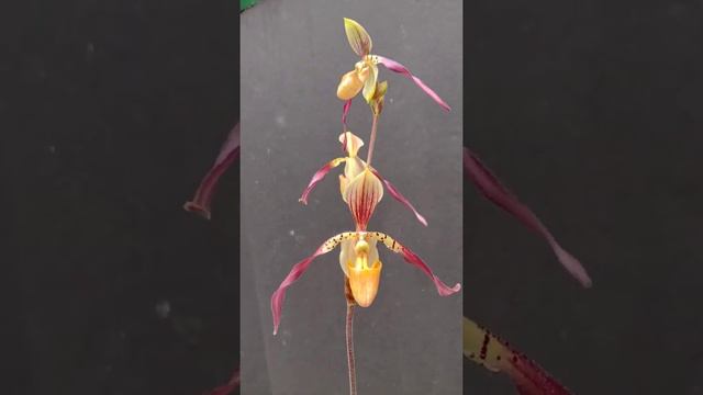 Paphiopedilum Berenice (lowii x phillipinense) смотреть онлайн