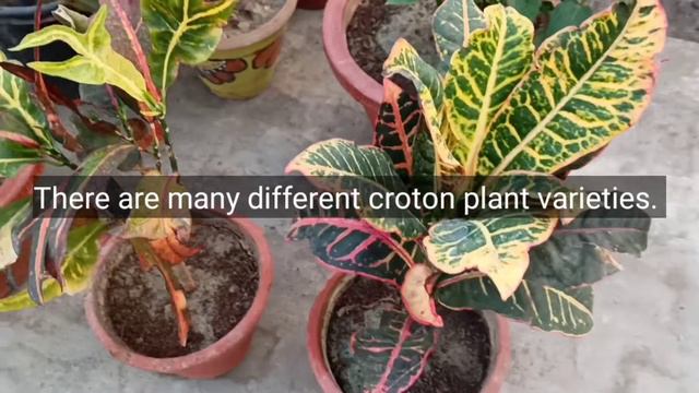 how to take care of croton plant, why croton leaves fall, All about croton смотреть онлайн