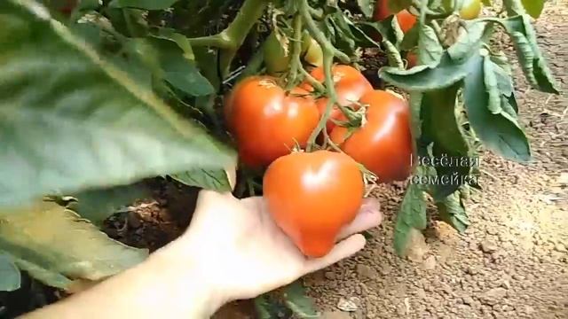 Сорт Махитос. Обзор смотреть онлайн