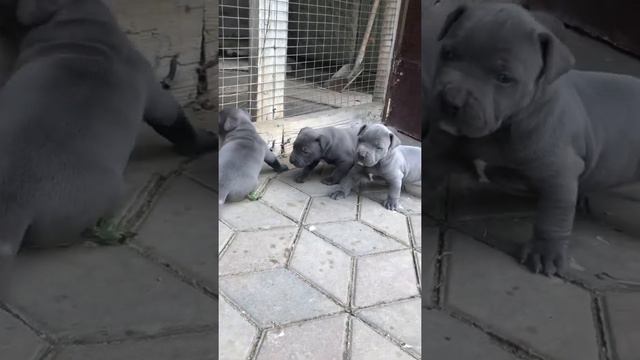 Питбуль американский окрас голубой смотреть онлайн