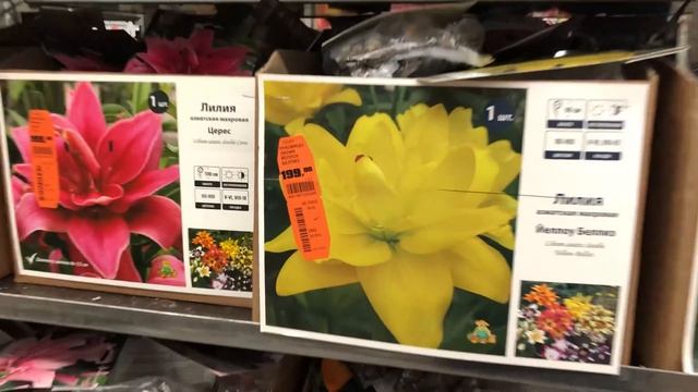 ЛУЧШИЙ обзор Оби Весна 2022 | Хосты Георгины Лилии Пионы Гортензии Барбарисы Клематисы Малина смотреть онлайн