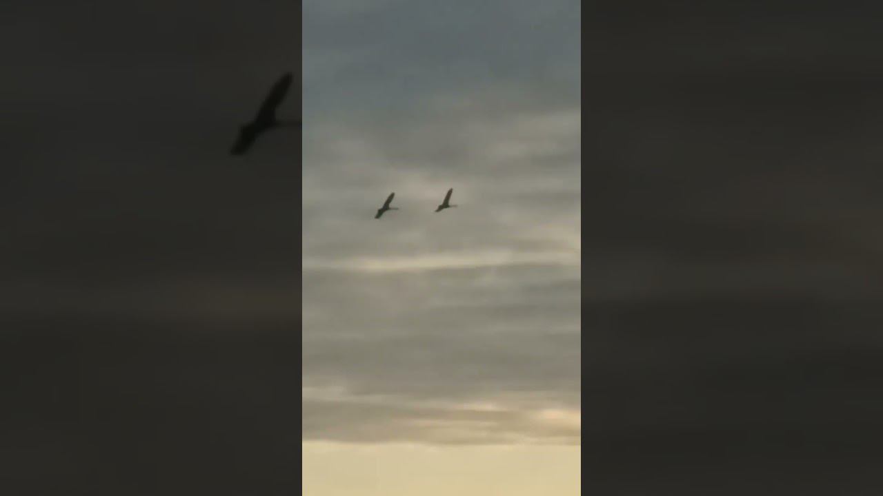 Летят лебеди смотреть онлайн