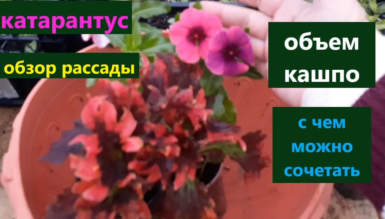 Катарантус обзор рассады. В какой объем буду сажать. С чем можно сочетать. смотреть онлайн