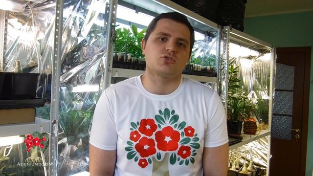 Условия для успешной адаптации привитого адениума смотреть онлайн