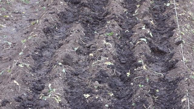 414. ОБЯЗАТЕЛЬНО! Грядку ГОТОВИМ ЗАРАНЕе ДЛЯ ПОСАДКИ ПОД ЗИМУ ЛУКА ЧЕСНОКА, ОБРАБОТКА ЛУКА. смотреть онлайн