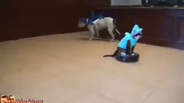 iRobot Roomba 631 - кот на роботе-пылесосе