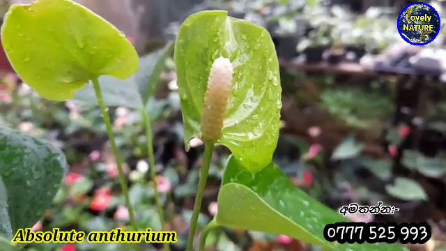 Absolute anthurium | අඩුම මිලට | Lovely NATURE смотреть онлайн