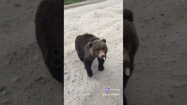 В ХМАО нефтяники на месторождении пытались дрессировать дикого медведя смотреть онлайн