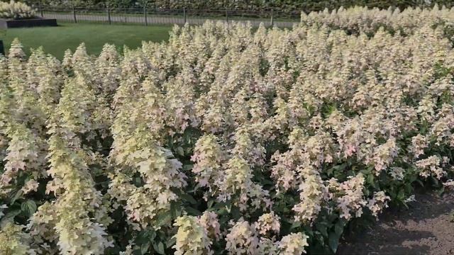 Hydrangea paniculata Confetti in the garden смотреть онлайн
