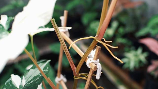 Syngonium White Variegated