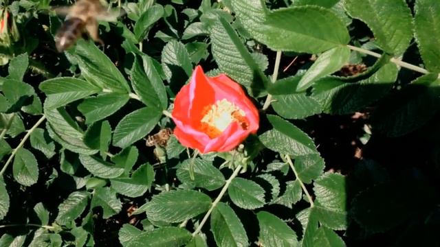 NAMES OF TREES & BUSHES In Russian + MAY VLOG. Май в Беларуси