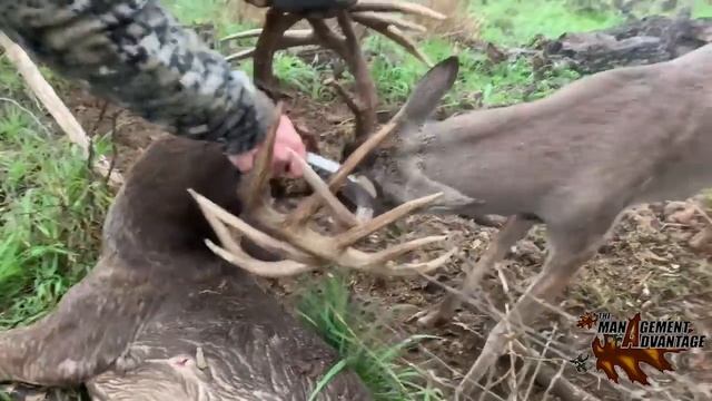 Two GIANT WHITETAILS With Locked Antlers - The Management Advantage смотреть онлайн