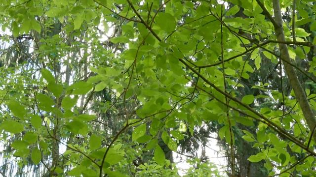 Мухоловка серая 170723 1 Подмосковье СП с ПНР на гнездо, от гнезда, с птицей смотреть онлайн