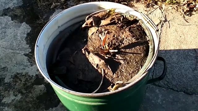 Готовим пластиковый пруд к зимовке.Где зимует карликовая нимфея. смотреть онлайн