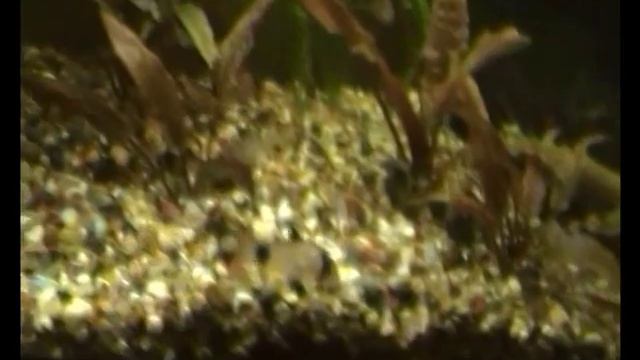 Сомик панда (Corydoras Panda)