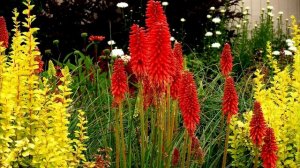 Книфофия - Kniphofia / ЭФФЕКТНАЯ  красавица для вашего сада /  ЭНЦИКЛОПЕДИЯ Растений
