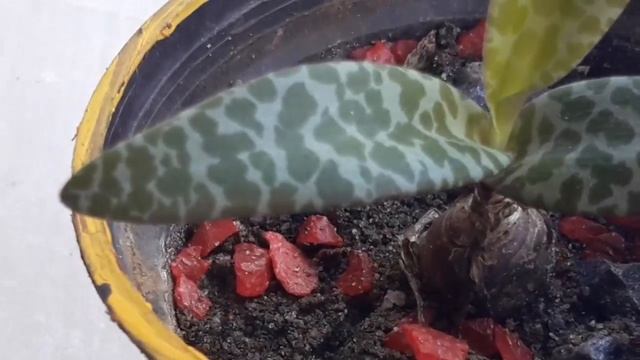 Ledebouria Socialis смотреть онлайн