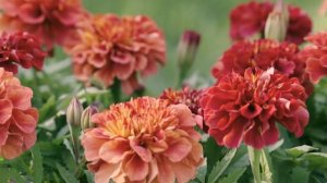 ОБЯЗАТЕЛЬНО ПОСАДИТЕ ЭТИ БАРХАТЦЫ!