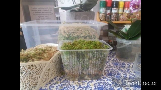 Мох сфагнум - спагмос , хранение в зиму , обзор для друзей и леса смотреть онлайн