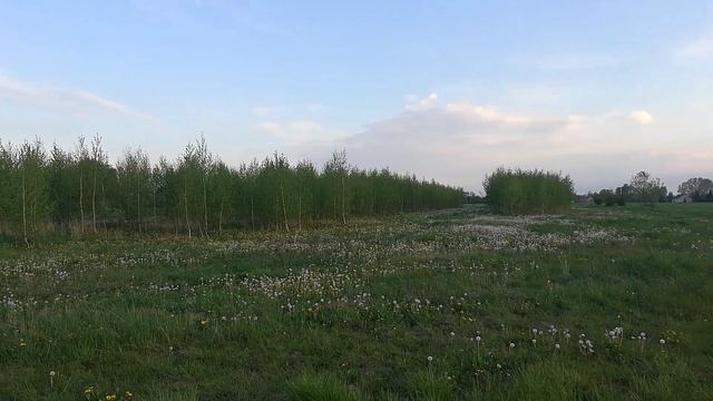 Земельная *НЕДВИЖИМОСТЬ* в Польше // Что можно *КУПИТЬ* за гектар *ЗЕМЛИ*? смотреть онлайн