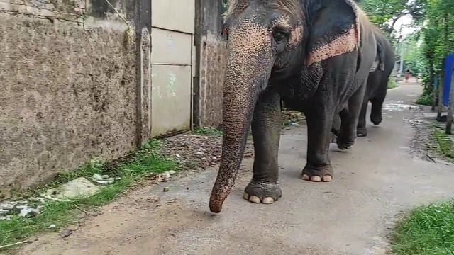 По улицам слона водили... Р.s.будите рядом заходите в гости смотреть онлайн