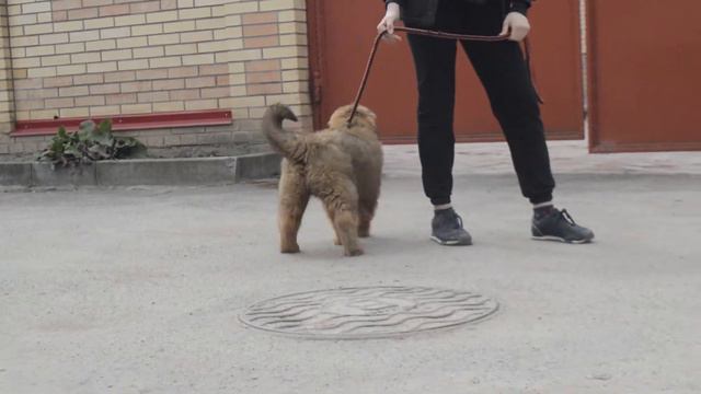Девочки тибеточки Халиси и Ханна смотреть онлайн