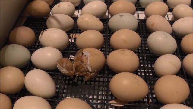 Рождение цыплёнка из инкубатора смотреть онлайн