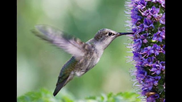 κορώνα γράμματα...Θηβαίος (Συνήθεις Ύποπτοι) смотреть онлайн