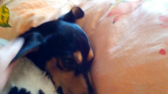 Джек спит как человек...Jack is sleeping смотреть онлайн