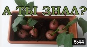 Как укоренить РОЗЫ из БУКЕТА? Пошаговая инструкция???