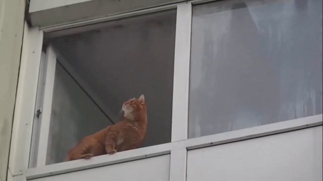 Брайн Вернулся В Свою Первую Квартиру В Питере?