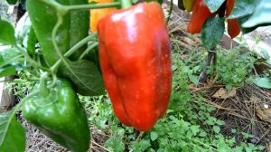 ПЕРЕЦ СЛАДКИЙ - "БИГ БЕРТА". От Фёдора.