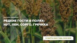 Онлайн-вебинар «Редкие гости в полях: нут, лен, сорго, гречиха.»