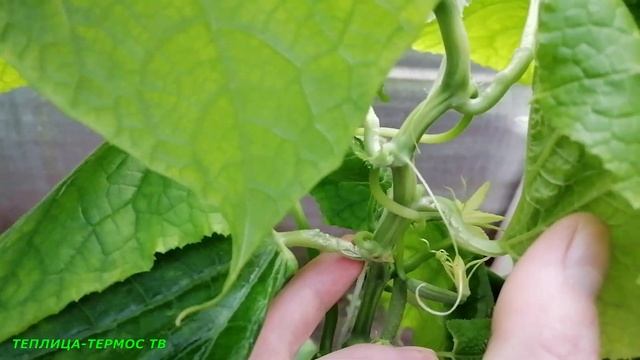 Такого я не ожидал/Нехватка кальция и бора на огурцах/Как вырастить огурцы своими руками,сезон 2022