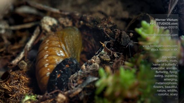 Butterflies and moths, Footage, filming смотреть онлайн