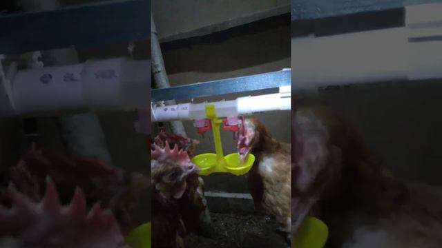 Ниппельные поилки для кур, двойные.Курочка Олеся)) смотреть онлайн